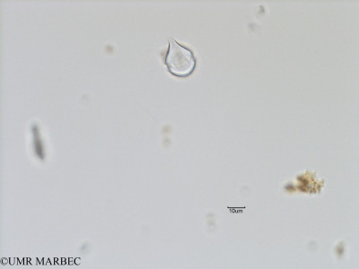 phyto/Bizerte/bizerte_bay/RISCO November 2015/Scrippsiella acuminata (old Scrippsiella spp -Baie_T5-C2-cf scrppsiella-5).tif(copy)_thumb.jpg
